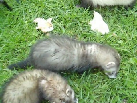 Bébés 2011 de Elfy et Lilie encore à la maison