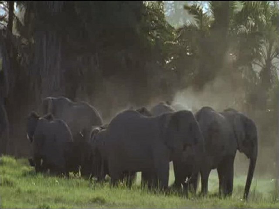 les elephants du kilimanjaro (2 et fin)