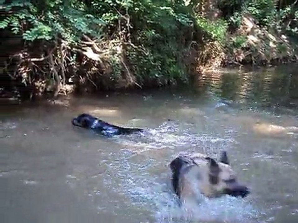 dimanche 26 juin 2011 st alban du rhone 037