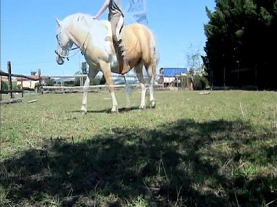 Défi n°8 ethol'horse, désensibilisation sac +stick monté