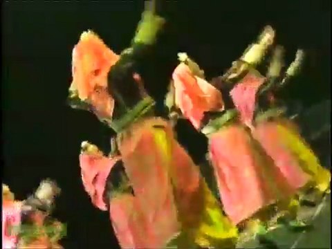 Denizli Yöresi Moldova Van 9.Türkçe Olimpiyatları