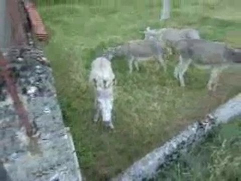 ou là là qu'ils sont coquins ces ptits anes !! hihi !!