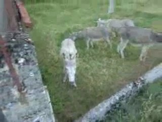 ou là là qu'ils sont coquins ces ptits anes !! hihi !!