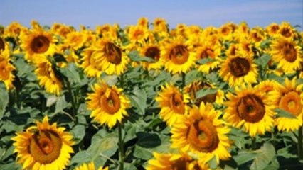 How Plant Sunflowers