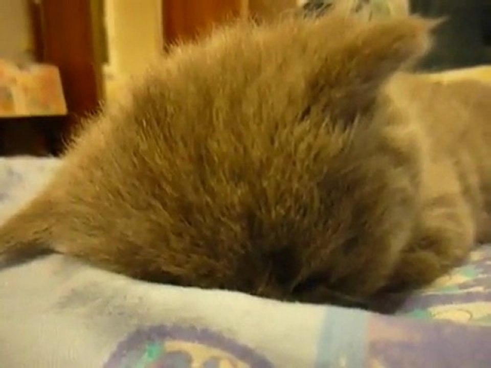 kitten_suddenly_falls_asleep