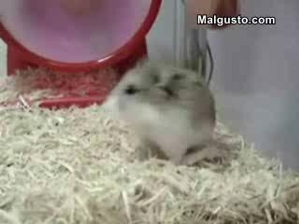 Hamster hyperactif