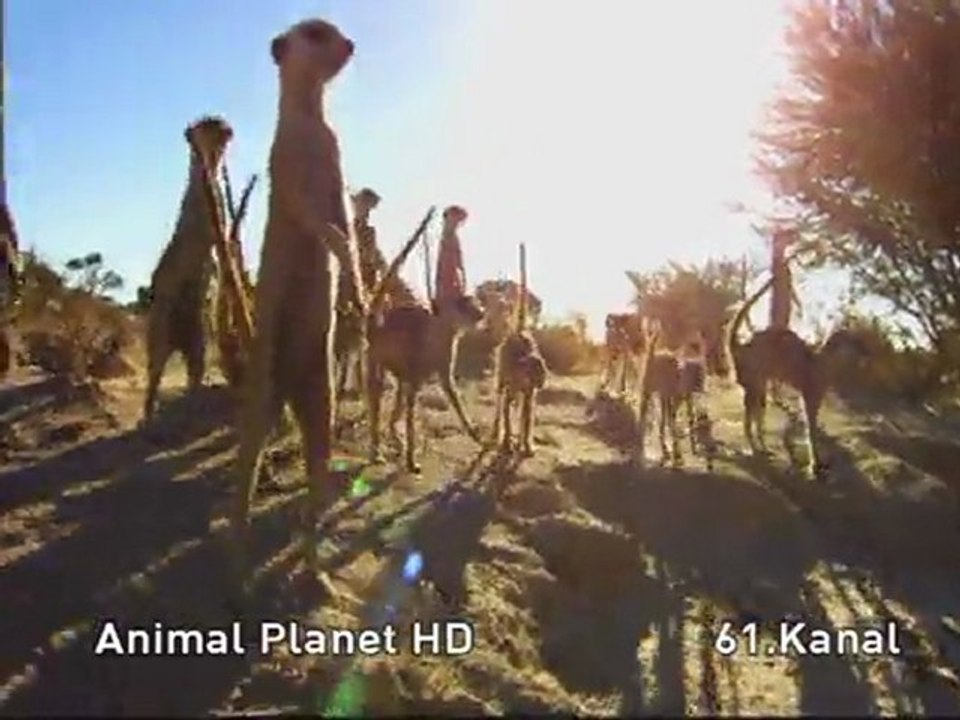 D-Smart ANIMAL HD de sizi bekleyenler