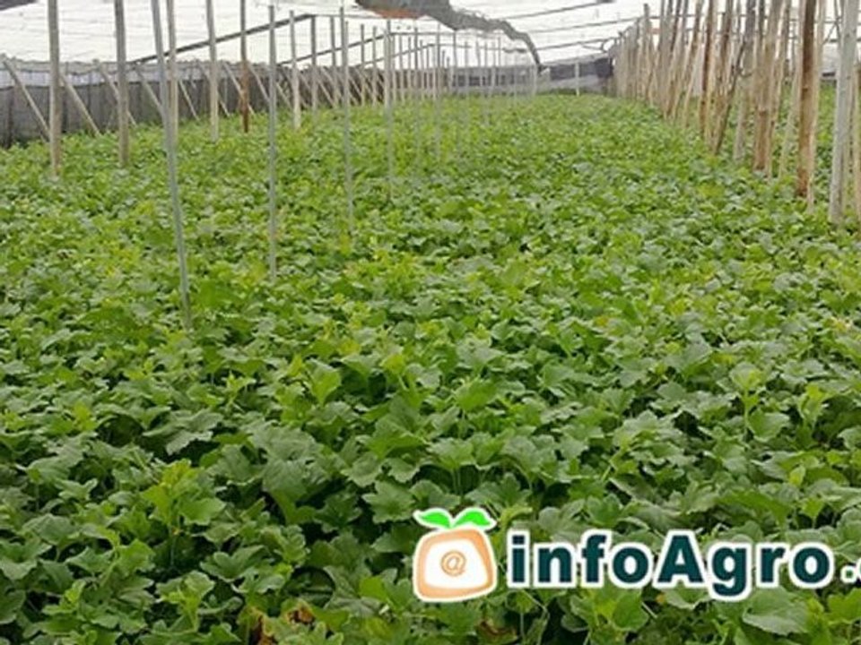 Como cultivar melones. 2ª parte