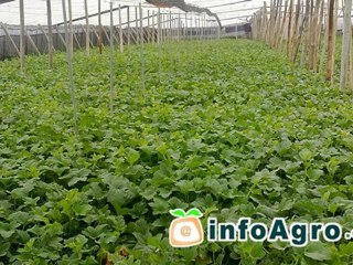 Como cultivar melones. 2ª parte