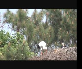 Cigognes en Landes avril 2011
