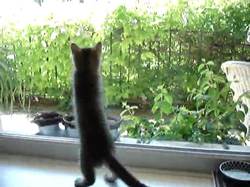 Gudule chasse une mouche !