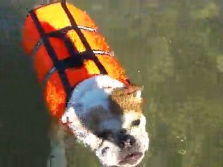 Coogee (bulldog) qui apprend à nager