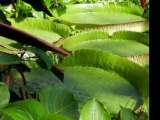 Les plantes tropicales aquatiques des serres du Jardin Botanique du Montet