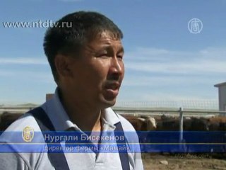 Американец выращивает скот в Казахстане