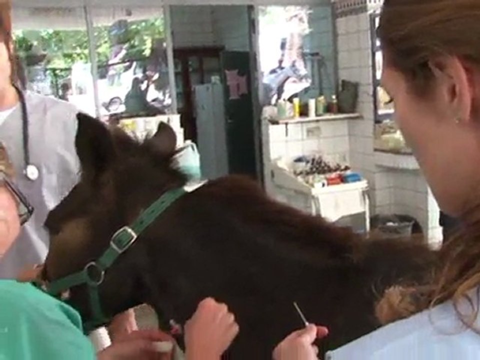 Maroc: une fondation aide l'économie en soignant ânes et mulets