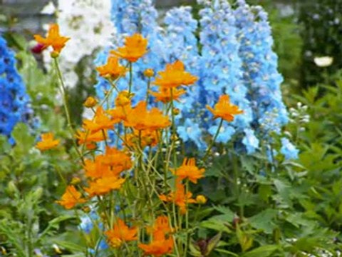 vidéo nature de mon amie canadienne huguette Caron (3'23'') 2011 34 mo