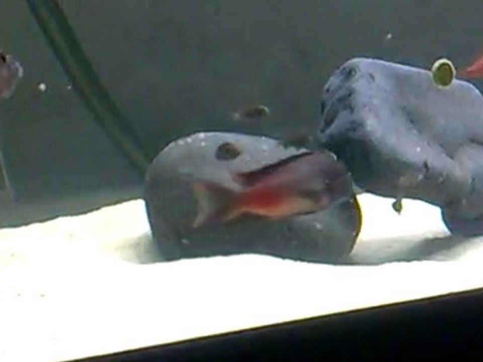 YEMLEME