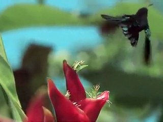 La beauté du minéral, de la vie végétale et animale.