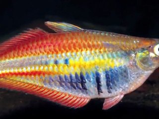 Admirável mundo novo