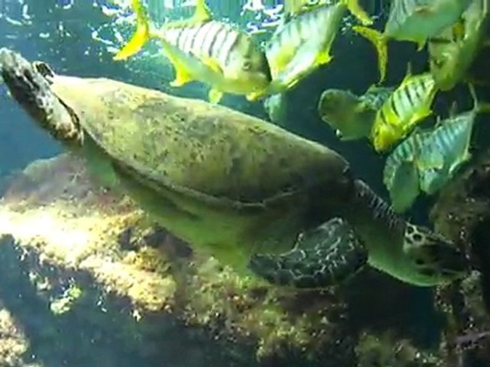 Aquarium La Rochelle -  Tortue de mer