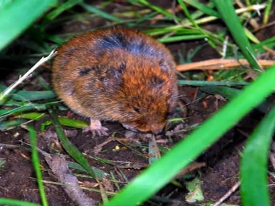 Video-Omaha NE Lawn Maintenance by Heartland Lawns