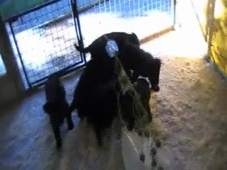 chiots de jucan et belle-panthere 6 semaines