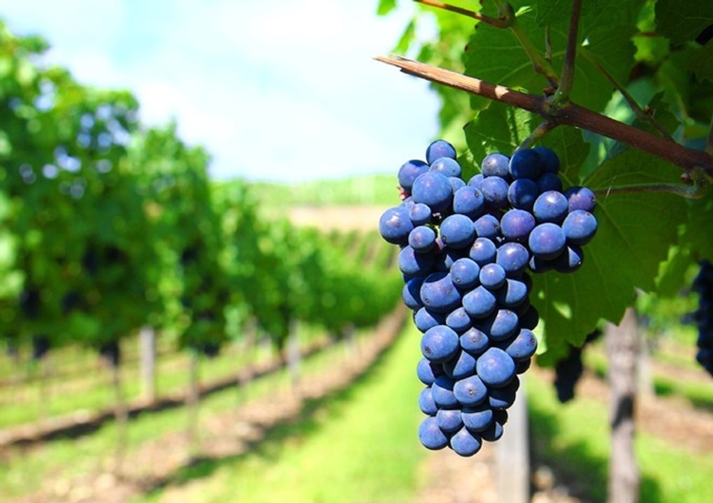 Côte de Nuits    Côte de Beaune