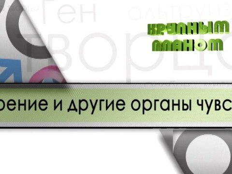 Зрение и другие органы чувств