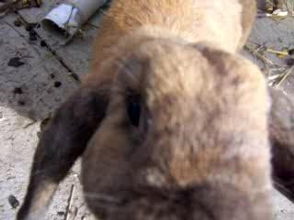 Meine Hoppels + Gehege