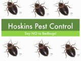 Bedbugs Inspections Venice Florida by Hoskins Pest Control