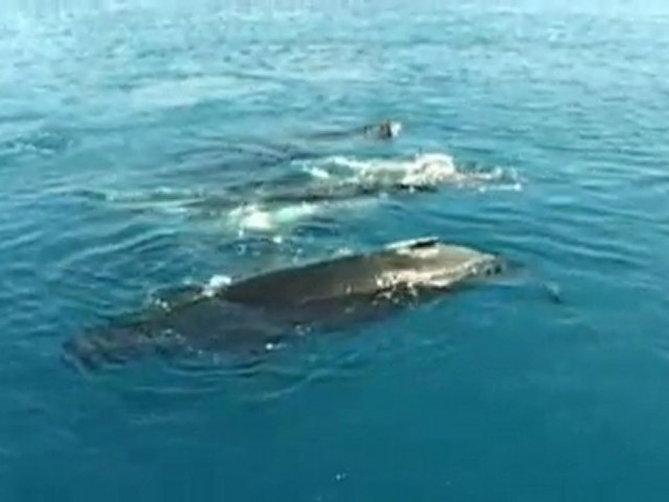 Xoris Logia - To tragoudi Ton Falainon