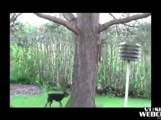 Attrape moi si tu peux