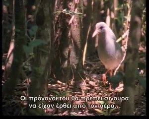 Υπερκινητικός Δάσκαλος~Η ζωή των πουλιών (1ο)