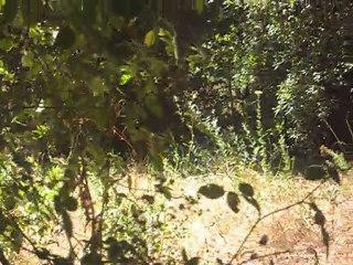 26-06-2011  concours de ferme sur sanglier vivant a la foire de ponte novu