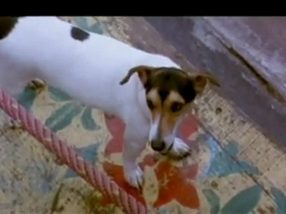 Comedy Scene between - two - Rival Dogs