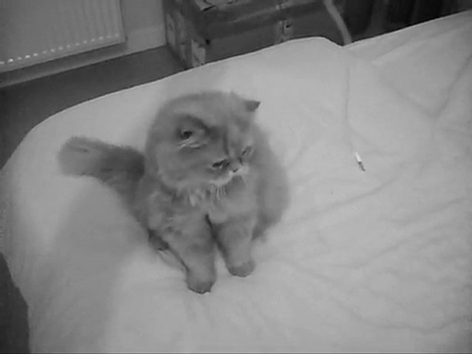 Petit lion est un sacré joueur!