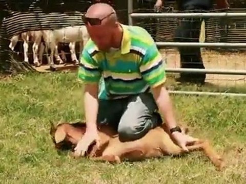 La Miséricorde de l'Abattage rituel islamique part 2