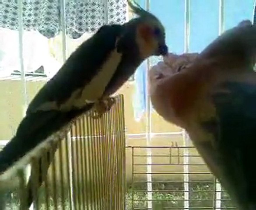 video-0021