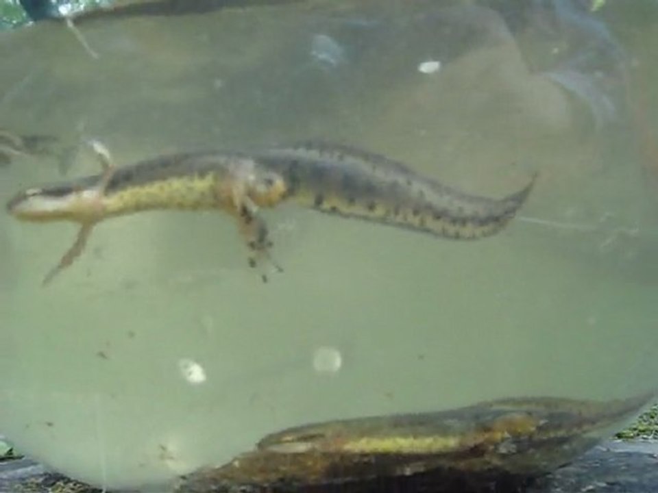 Tritons verts sous l'eau