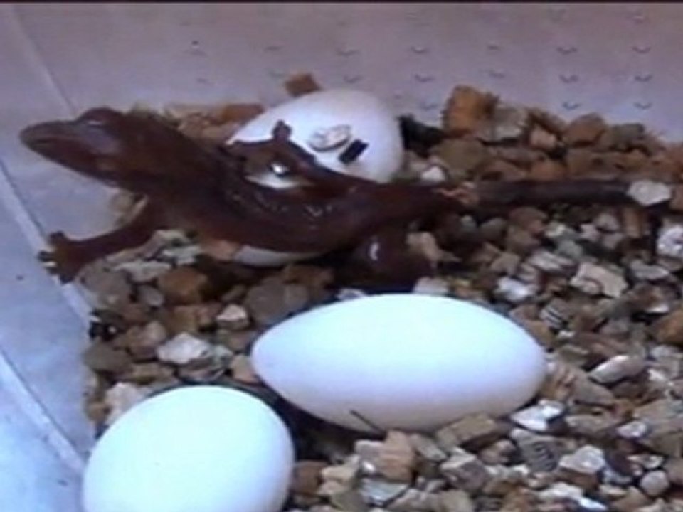 Naissance d'un Rhacodactylus ciliatus