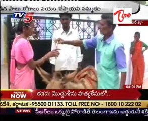 Demand for Donkey Milk - Cures all Deseases @ Kalvakurti