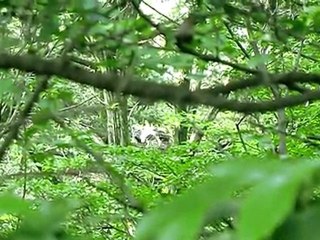 オオタカ　ヒナ２週間目　2011-06-13　狭山丘陵