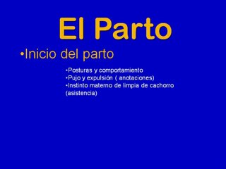 El Parto En La Hembra Pastor Aleman