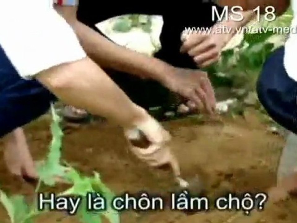 Chom giut_MS18