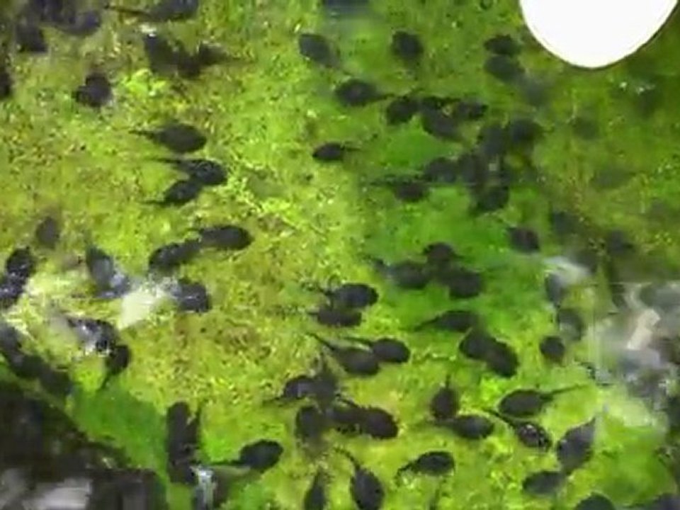 Piscis Piscis Lacuna Serenos