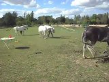 Poney_club. Les chevaux en main 2) 25/06/2011. SDC10636