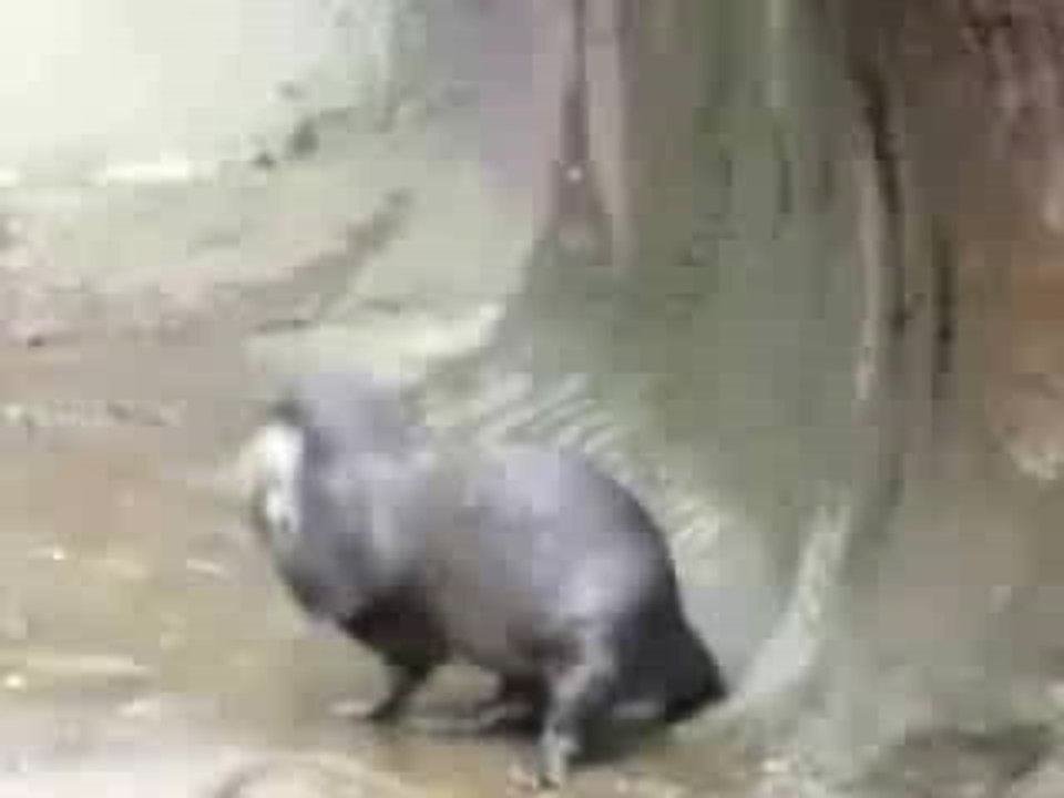 Loutre qui joue à la balle