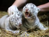 Nouvelle naissance de tigres blanc au zoo de Maubeuge