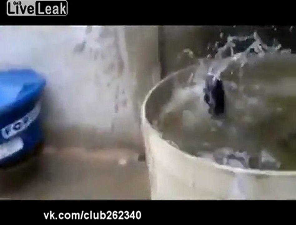 Cat kann nicht entweichen Dunk Tank!