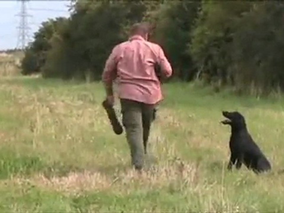 Av Köpeği SİLAH SESİ EĞİTİMİ BÖLÜM1 Durustavci.com